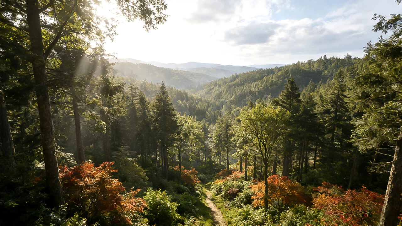 Forestry & Environmental Monitoring - alphageo